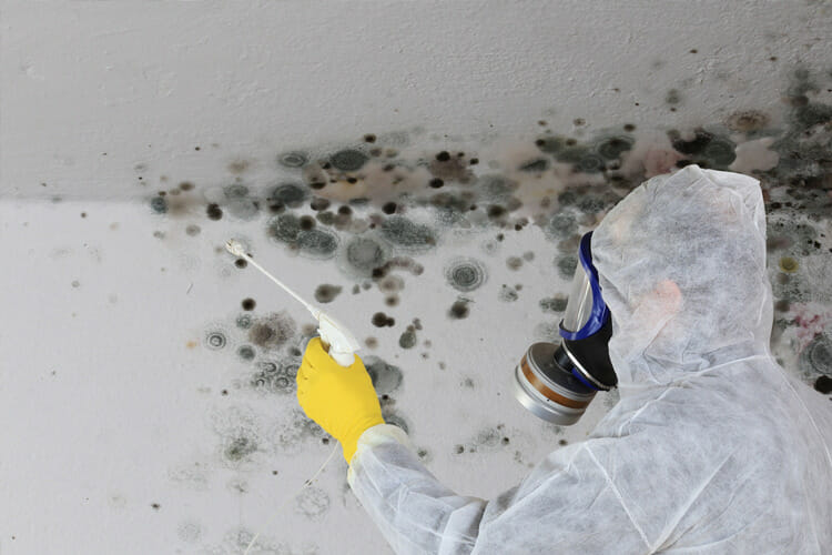 mold being removed from the workplace