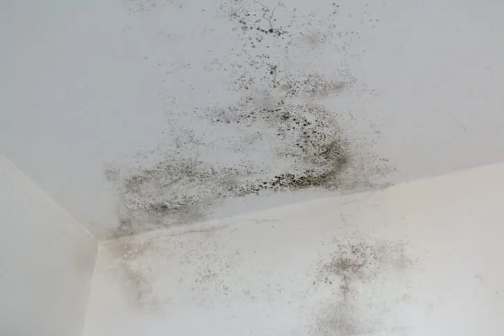 mold-on-a-white-wall