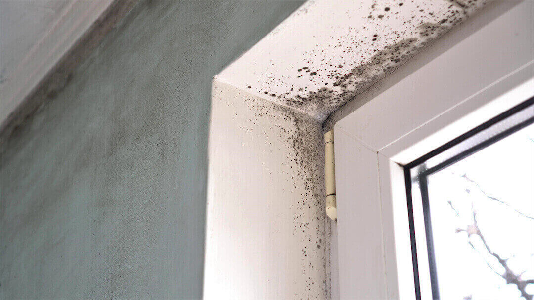 How to Remove Mold From Drywall?
