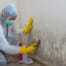damage restoration specialist removing mold from walls