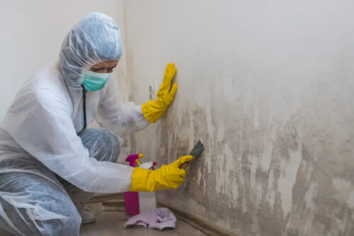 damage restoration specialist removing mold from walls