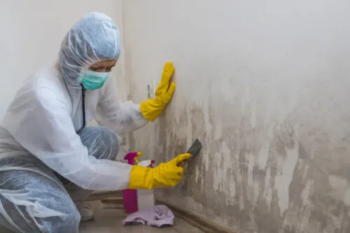 damage-restoration-specialist-removing-mold-from-walls