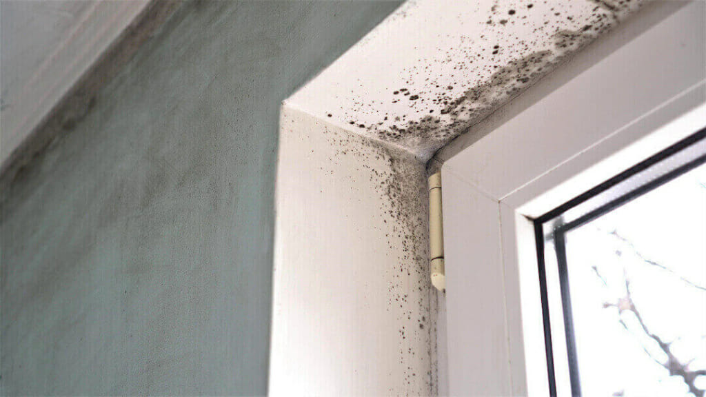Mold growth. Mould spores thrive on moisture. Mold spores can quickly grow into colonies when exposed to water black-spotted mold growth near window