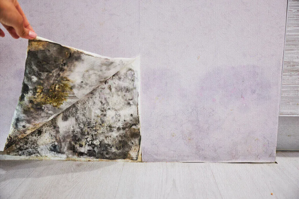 mold-buildup-under-wallpaper-in-utah-home-1024x683