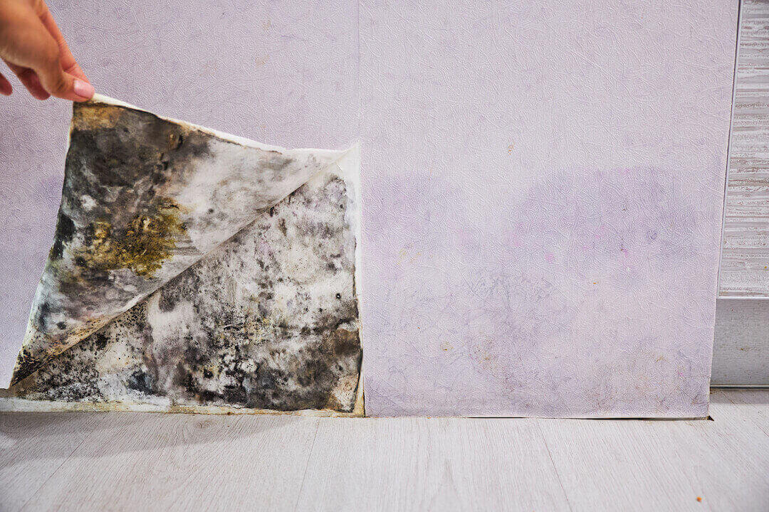 Close-up Of A Shocked Woman Looking At Mold On Wall