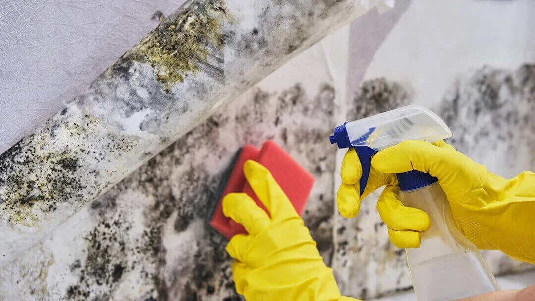 scrubbing-mold-with-sponge