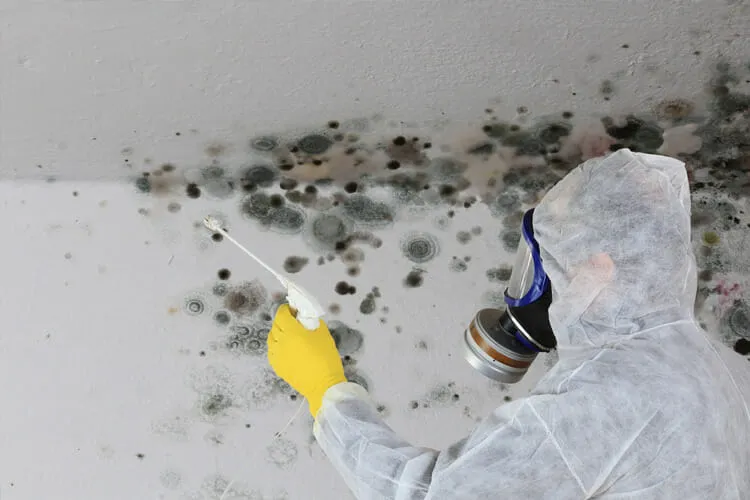mold-removal-2