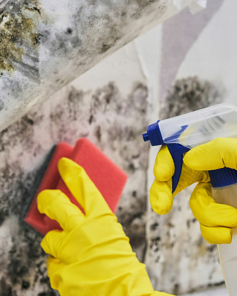 mold-removal-utah