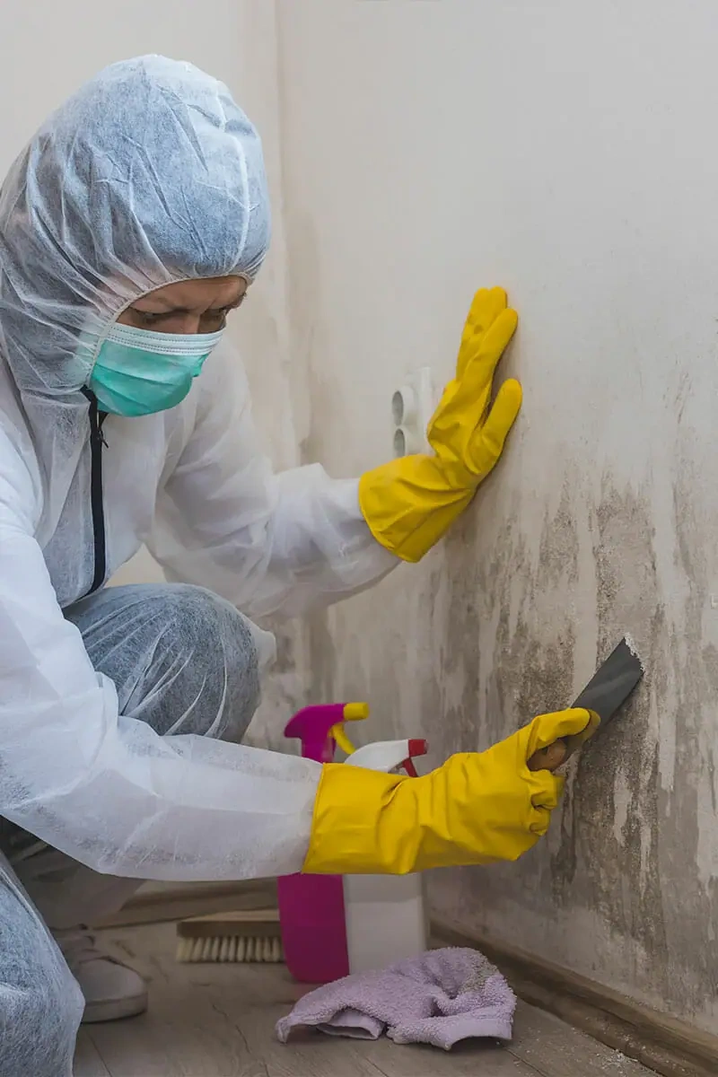 mold-cleanup
