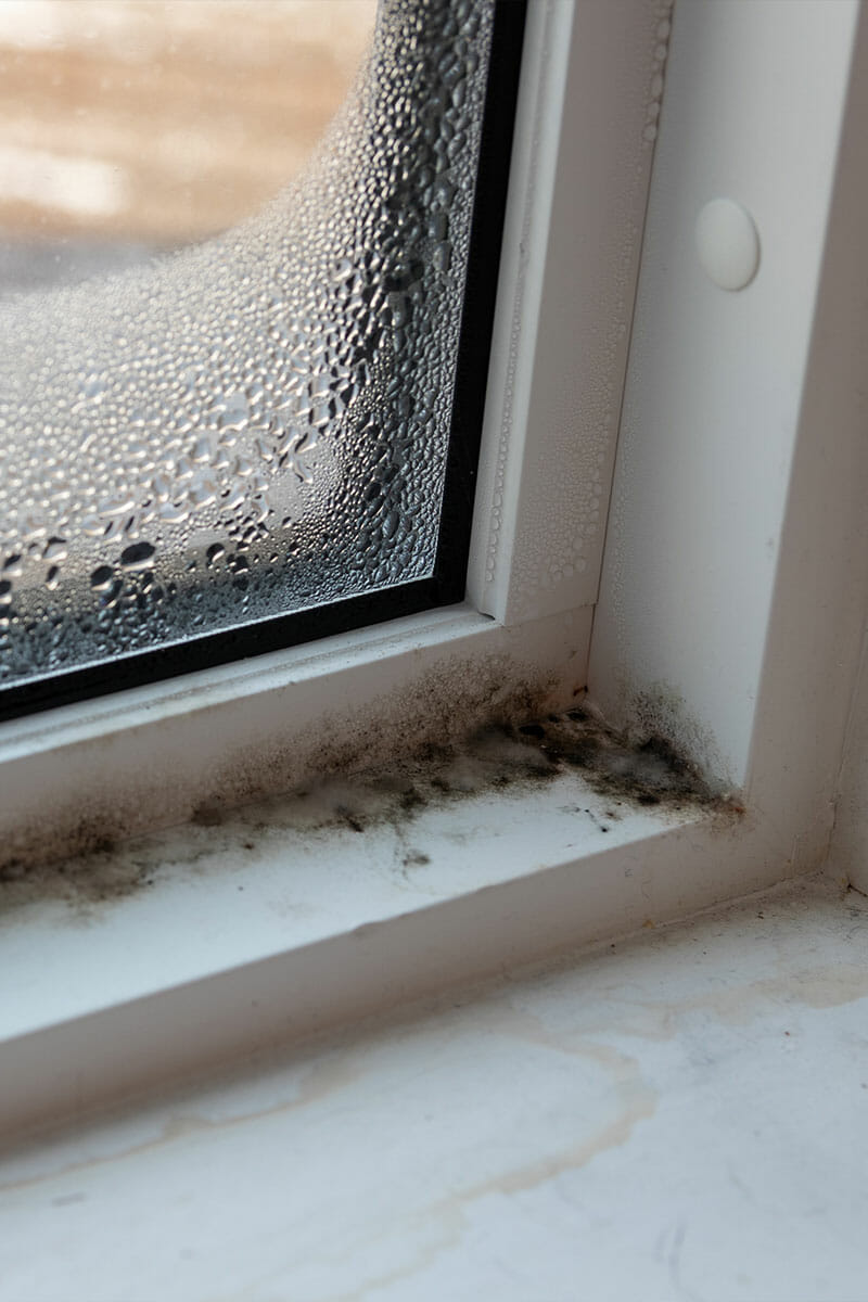 Where Mold Is Often Found?