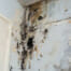 What Causes Mold in a Home