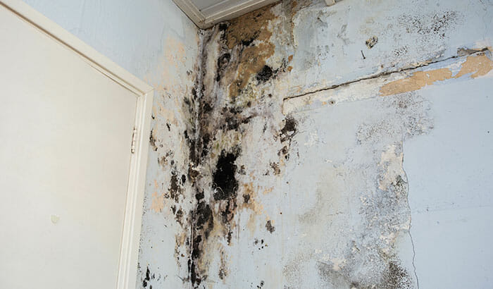 What Causes Mold in a Home