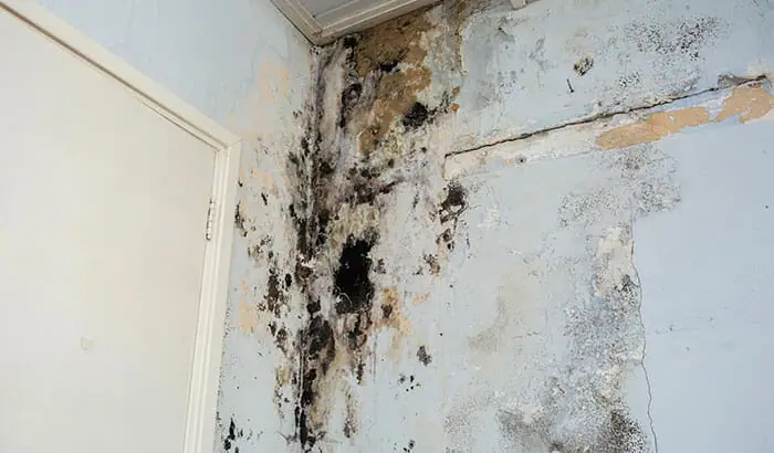 what-causes-mold-in-a-home