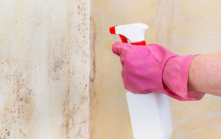 What Kills Mold Permanently? Our Expert Advice
