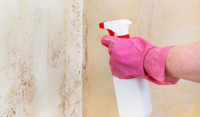 What Kills Mold Permanently? Our Expert Advice