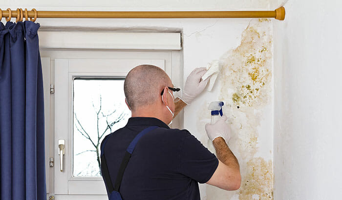 Can I Live In a House With Mold? 9 Things You Need to Know