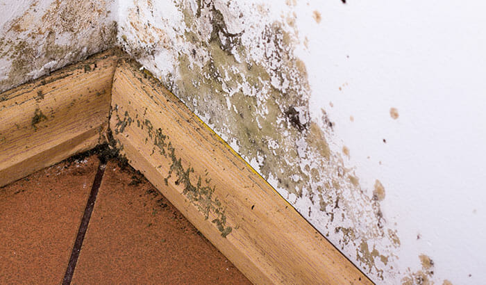 This Is How Long It Takes For Water Damage to Cause Mold