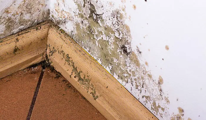 This Is How Long It Takes For Water Damage to Cause Mold