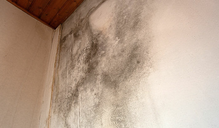 6 Signs That Your Home Has Mold