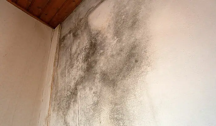 6 Signs That Your Home Has Mold