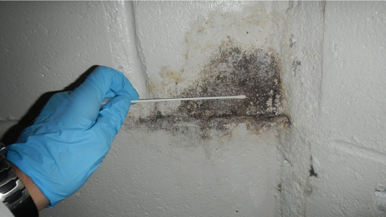 mold testing and inspection herriman ut