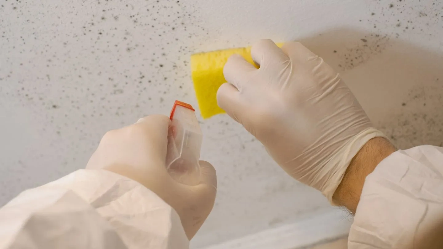 salt lake county mold removal