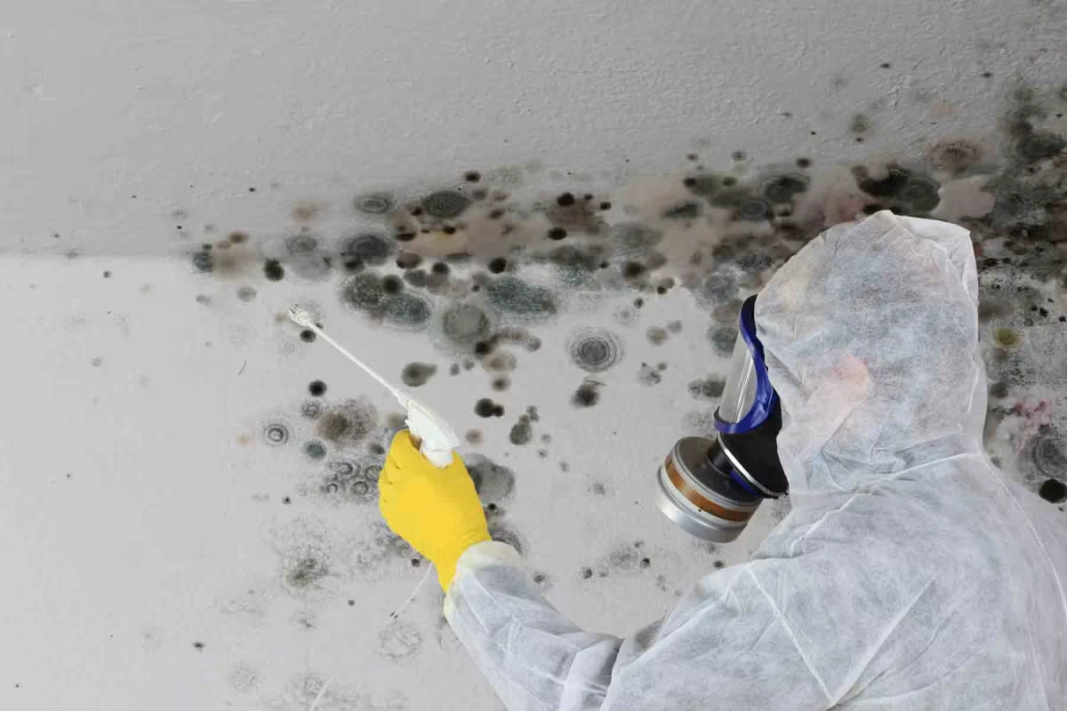 utah mold remediation