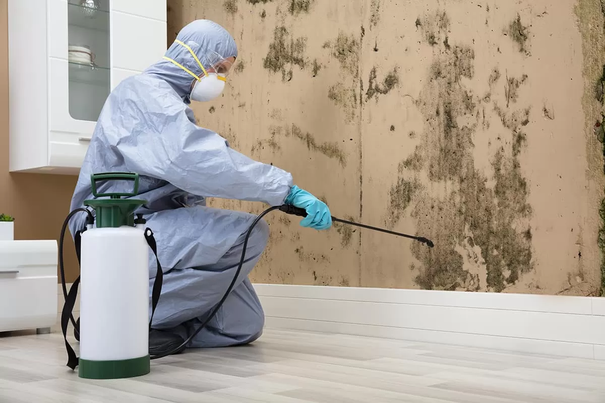 mold remediation herriman utah